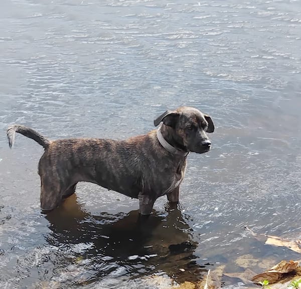 CHIPIE, Berger Créole Femelle 🐾