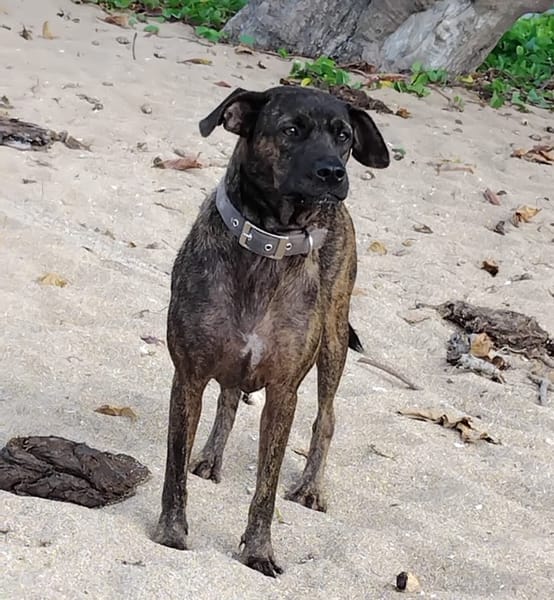 CHIPIE, Berger Créole Femelle 🐾