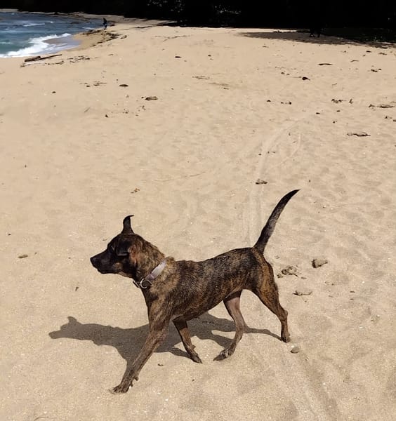 CHIPIE, Berger Créole Femelle 🐾
