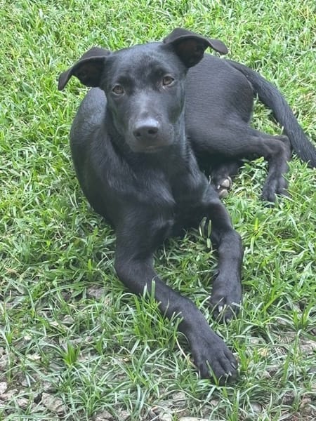LOCKY, Chiot mâle Croisé Labrador