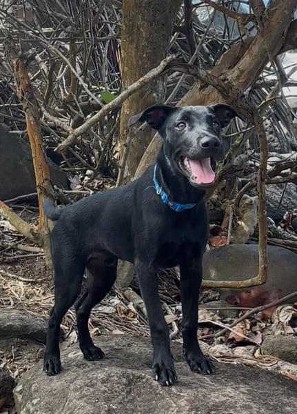 LOCKY, Chiot mâle Croisé Labrador