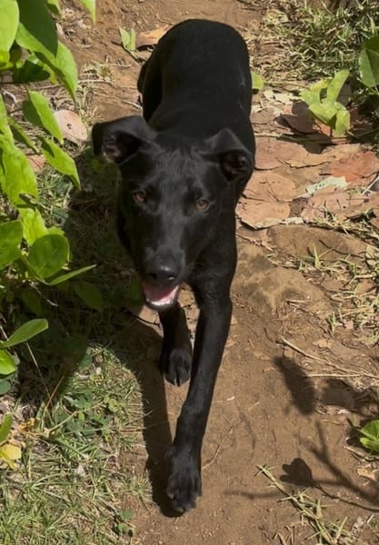 LOCKY, Chiot mâle Croisé Labrador