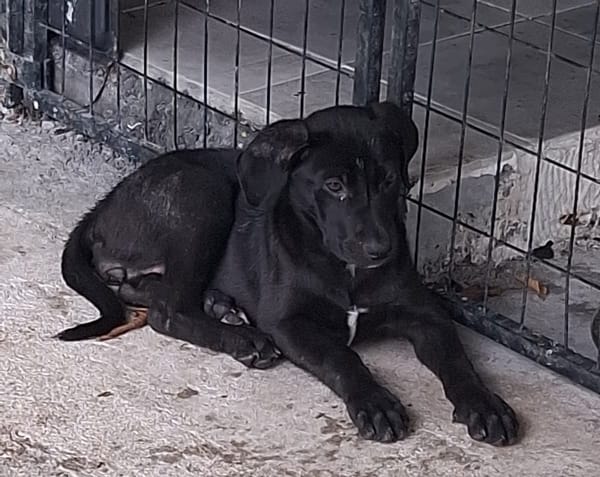 Milady, Femelle junior Croisée Labrador