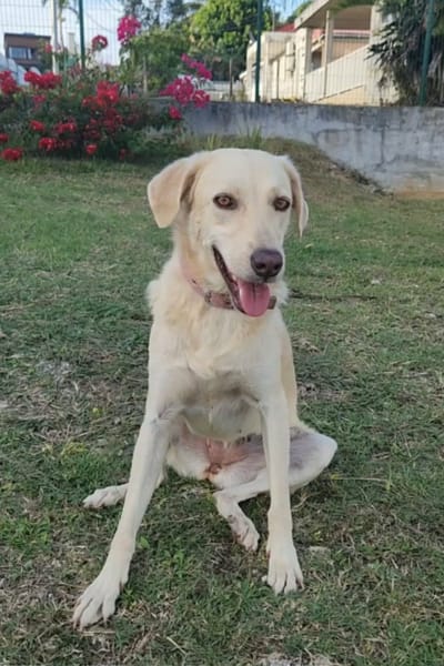 Suzie la belle et douce louloute
