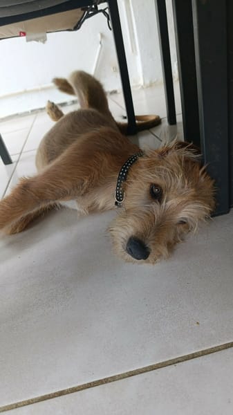 Noisette la joie de vivre
