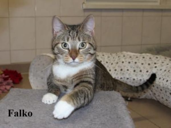 Fanny & Falko aus Falkenhagen