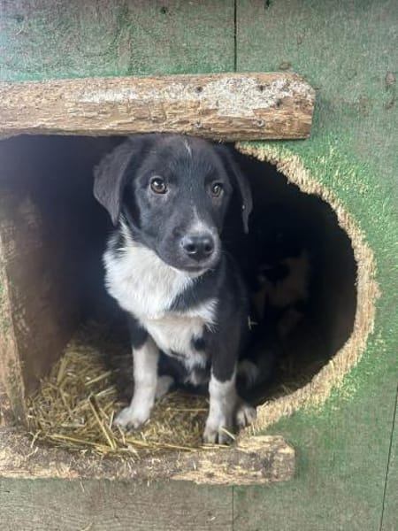 Bailey - möchte ein Familienherz erobern
