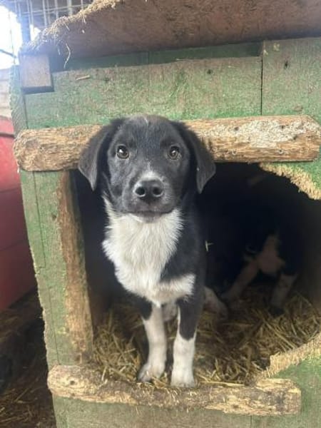 Bailey - möchte ein Familienherz erobern