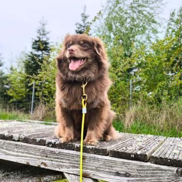 Josie - ist neugierig