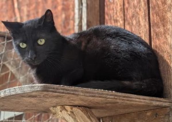 Kater Arthos