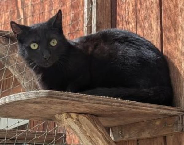 Kater Arthos