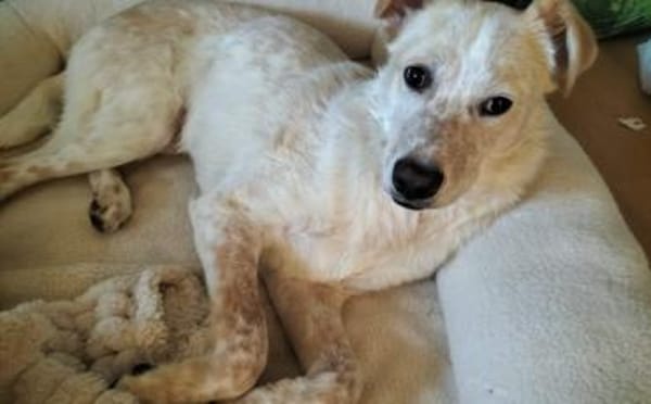Kasimus sucht ein ländliches Zuhause