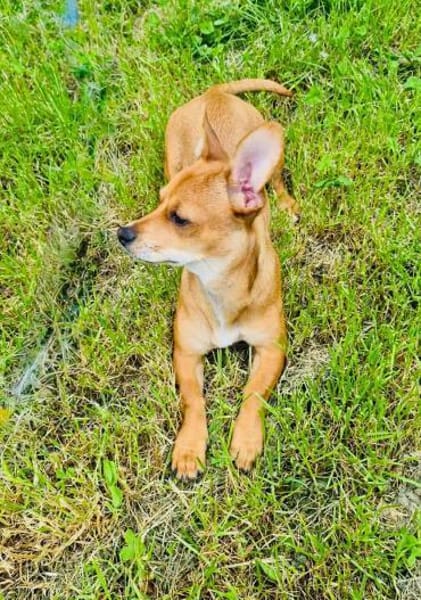 Chihuahua Pinscher mix Moni
