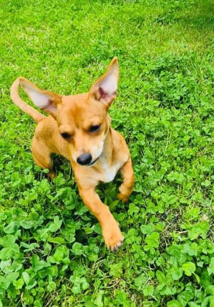 Chihuahua Pinscher mix Moni