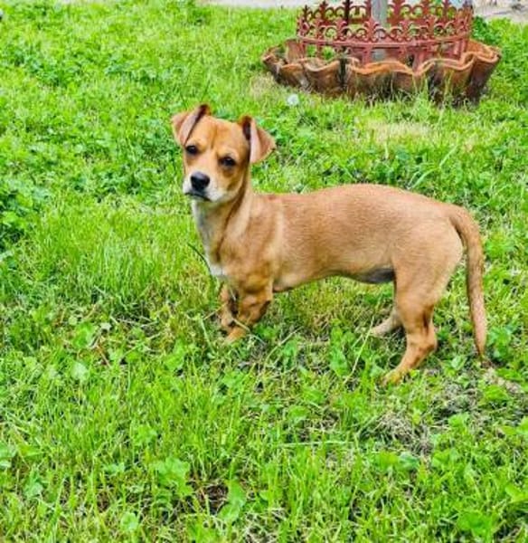 Chihuahua Pinscher mix Moni
