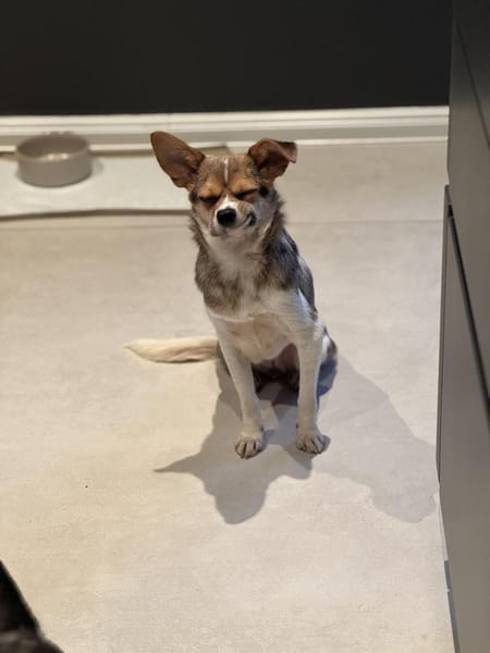 Kleine pfiffige Esther