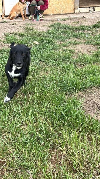 Labrador Mix Hans