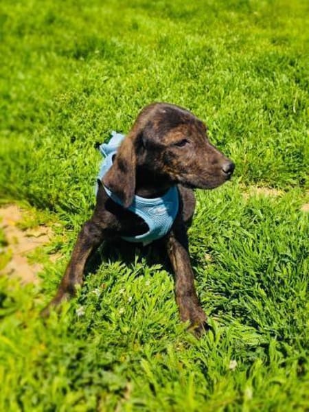 Bentley ein liebes Kerlchen
