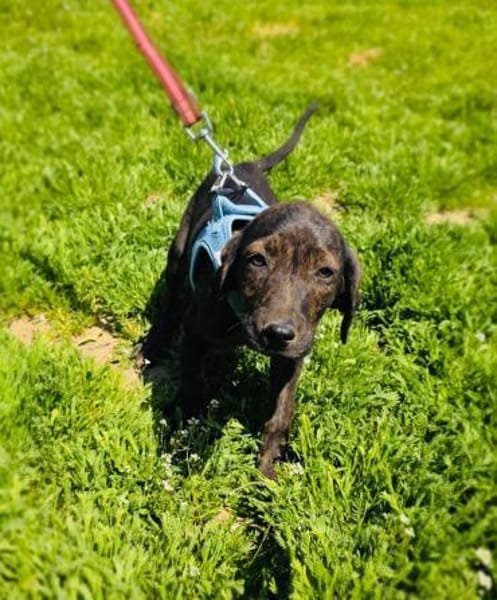 Bentley ein liebes Kerlchen