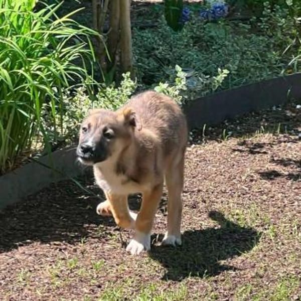 Welpenjunge Puma auf PS in 80686