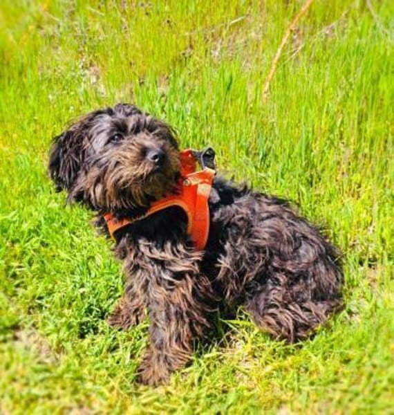 Schnoodle Mix Aria