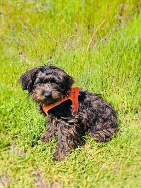 Schnoodle Mix Aria