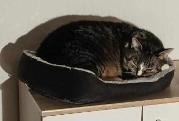 Sid sucht ein liebevolles Zuhause