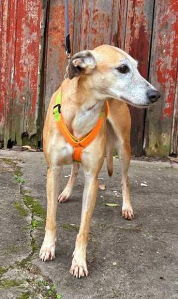 Estrella, fast ein Galgo
