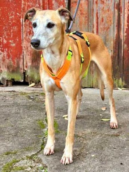 Estrella, fast ein Galgo