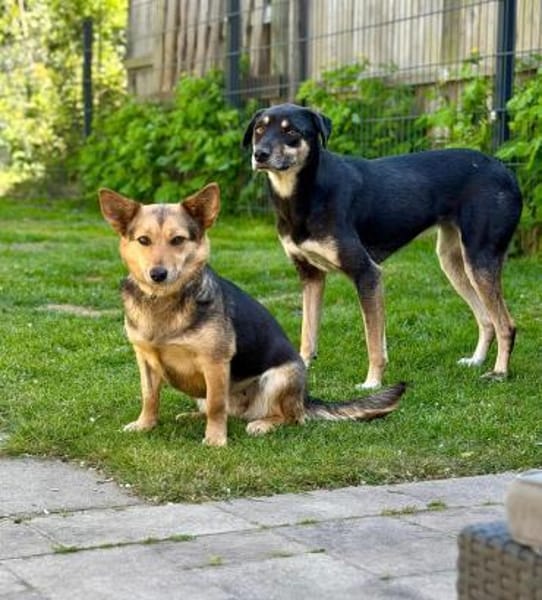 Inge - hat ein bisschen Chaos im Kopf