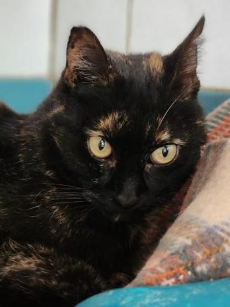 Liebevolle Katze Rebcca