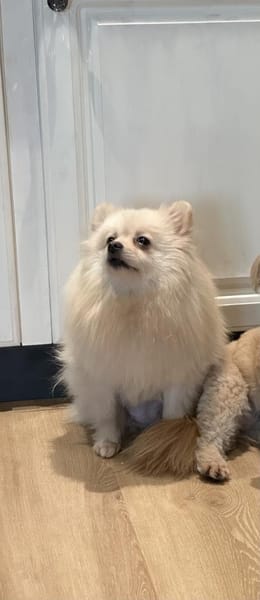 Süße Duffy sucht ein Zuhause