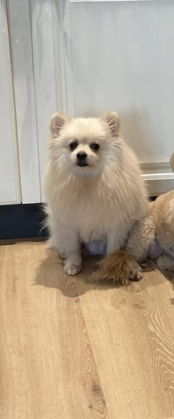 Süße Duffy sucht ein Zuhause
