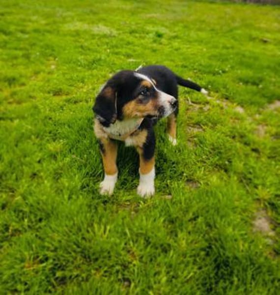 Maya sucht ein Zuhause