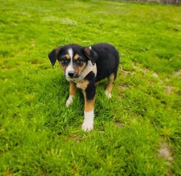 Maya sucht ein Zuhause
