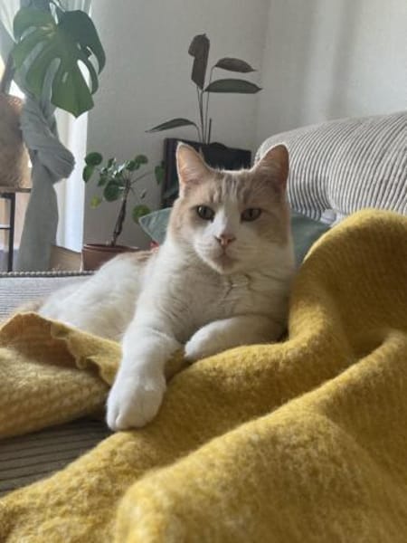 Quinn sucht liebevolle Dosenöffner