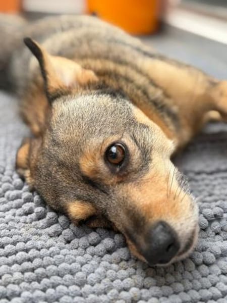 SONJA IST DER IDEALE FAMILIENHUND