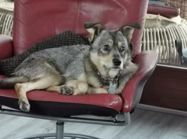 SONJA IST DER IDEALE FAMILIENHUND