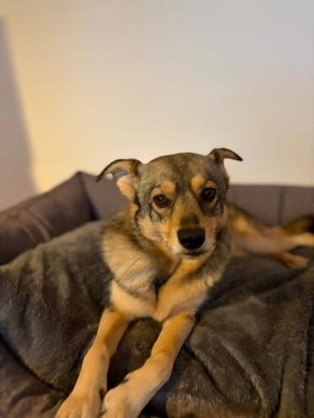 SONJA IST DER IDEALE FAMILIENHUND