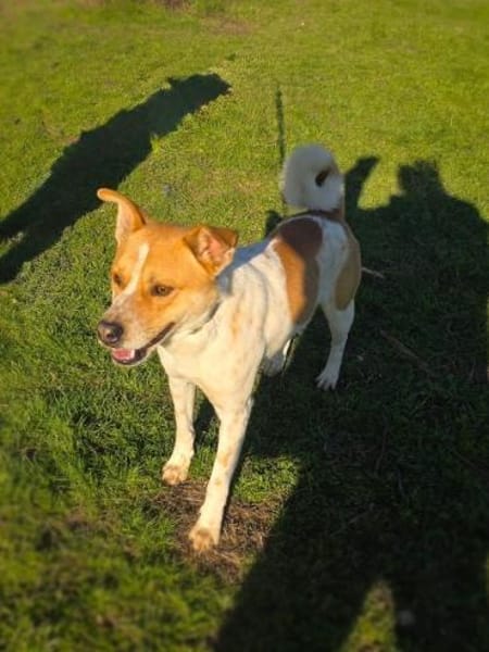 Ginger ein toller Labrador Mix