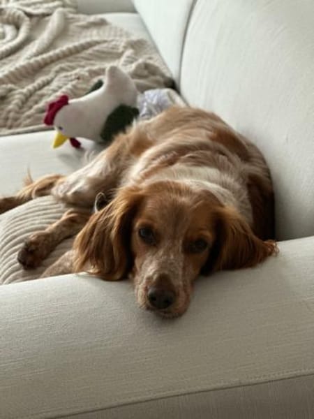 Hilde Mix Hündin 3 Jahre alt in 74831