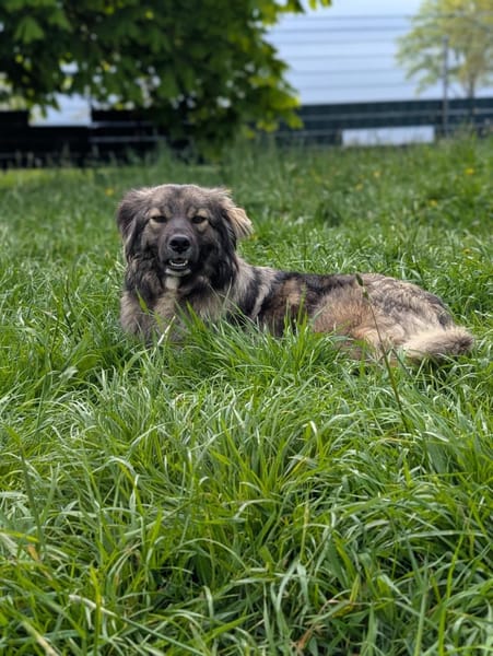 Kuschelmaus Heidi in 26349 Jade, Video!