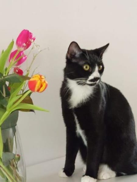 Lipici & Sissi 2 kleine Maskenkatzen