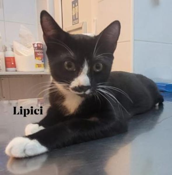 Lipici & Sissi 2 kleine Maskenkatzen