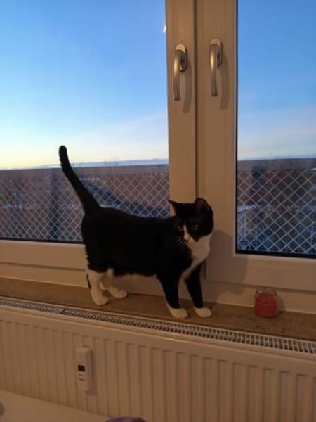 Lipici & Sissi 2 kleine Maskenkatzen