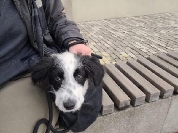 Kleiner Schmusebär BALU sucht dich!