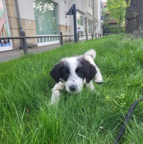 Kleiner Schmusebär BALU sucht dich!