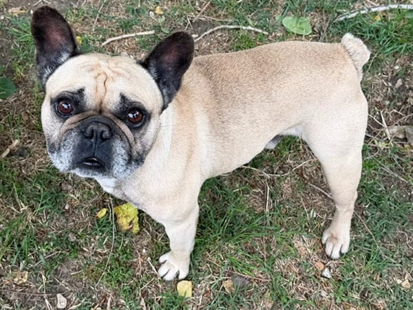 PACO (En cours d'adoption)