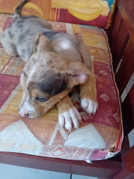 ARROW, CHIOT MÂLE BERGER CRÉOLE