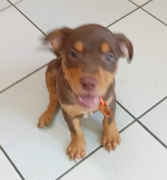 ISKA, chiot femelle Berger Créole